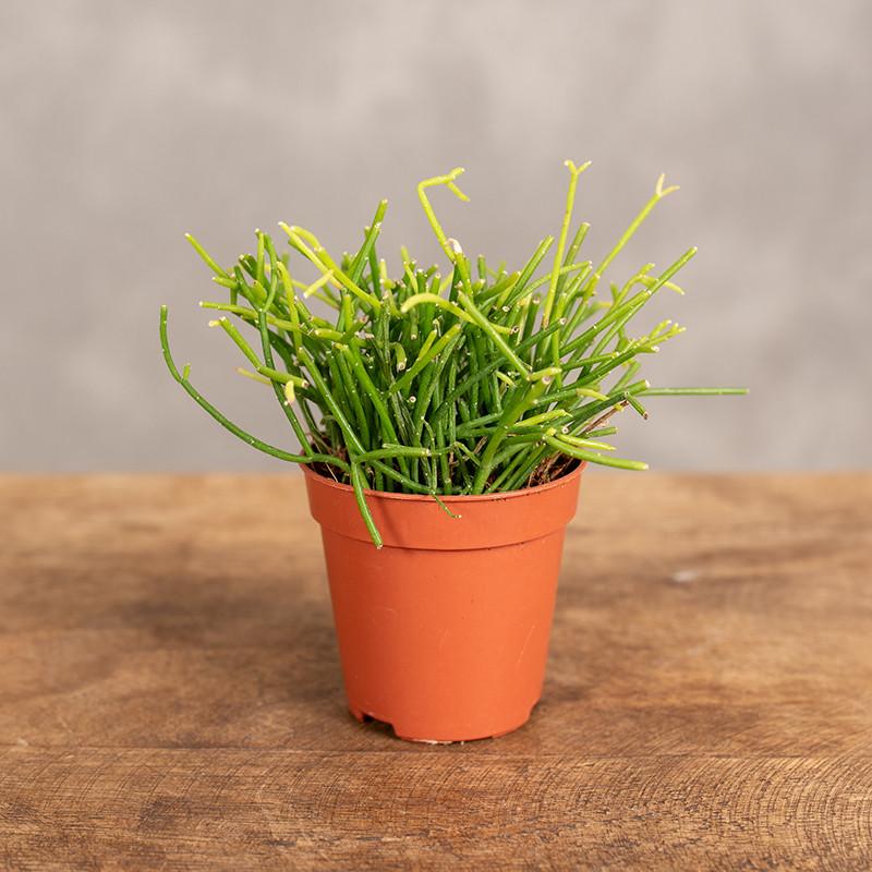 Patyczak 'Oasis' | Mini