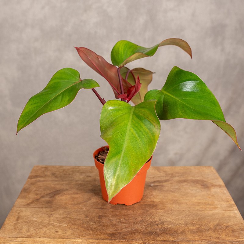 Filodendron 'Red Emerald' |...