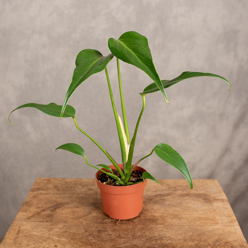 Monstera 'Burle Marx Flame'...