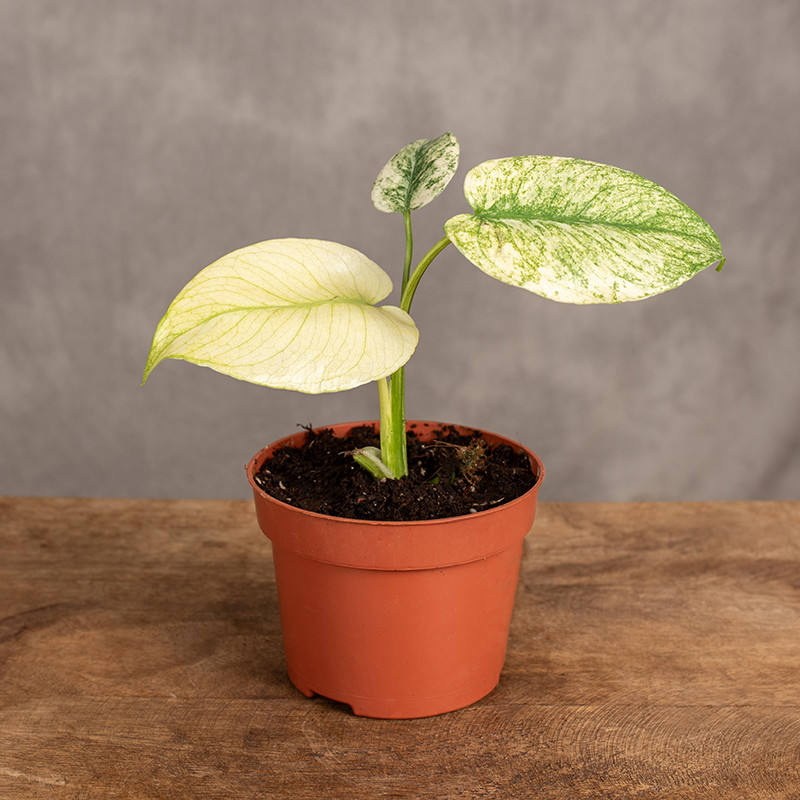 Monstera 'White Mint' | Mała