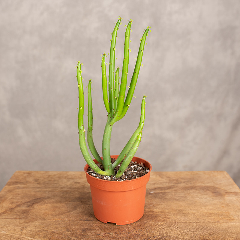 Euphorbia 'Alluaudii' |...