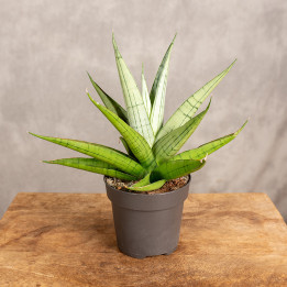 Sansewieria 'Comet Pastel Grey' | Tomaszewski