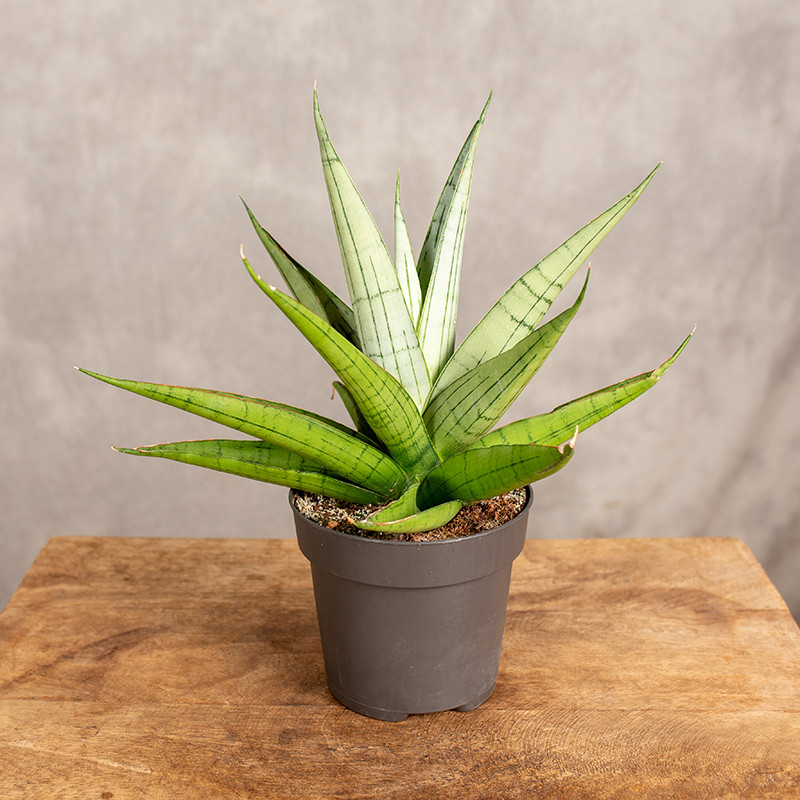 Sansewieria 'Comet Pastel...