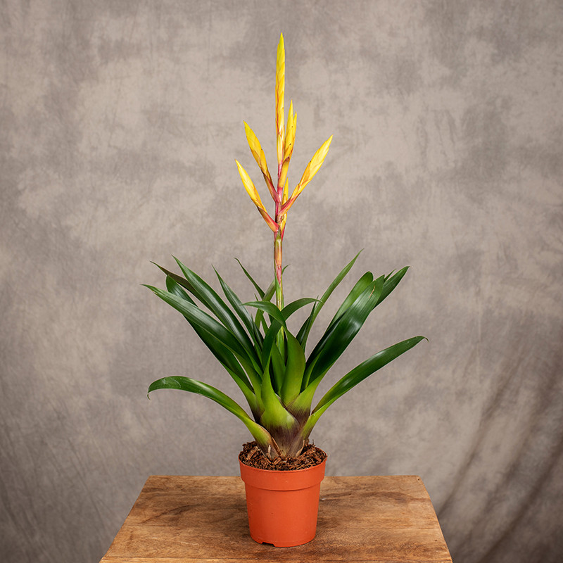 Tillandsia 'Luminosa'