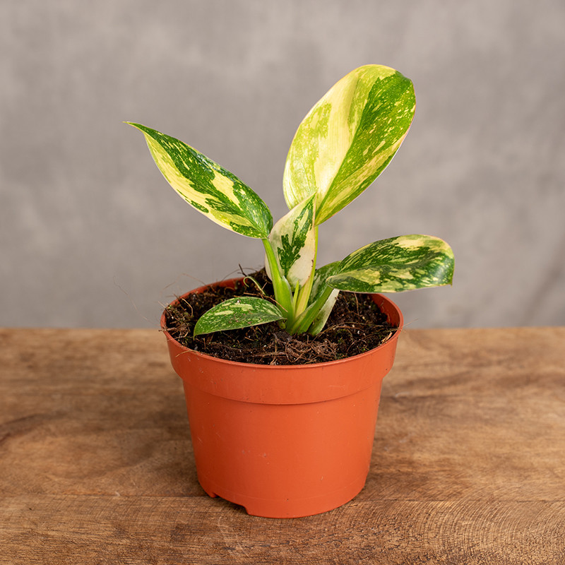 Filodendron ‘Green Congo'...