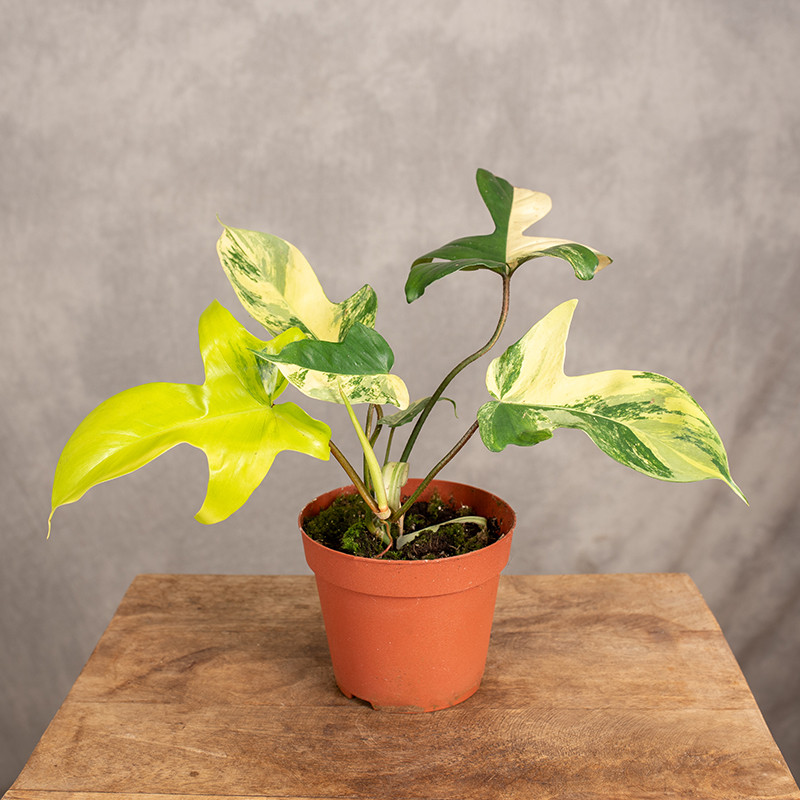 Filodendron ‘Florida...