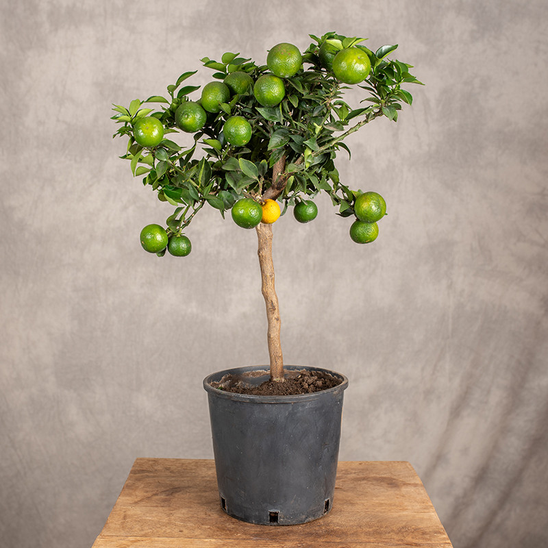 Drzewko cytrusowe | Chinotto