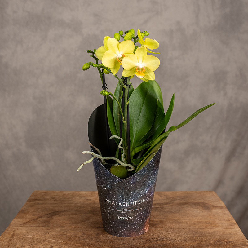 Storczyk multiflora...