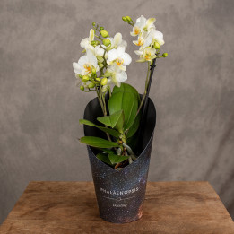 Storczyk Phalaenopsis multiflora 'Lausanne' | Tomaszewski
