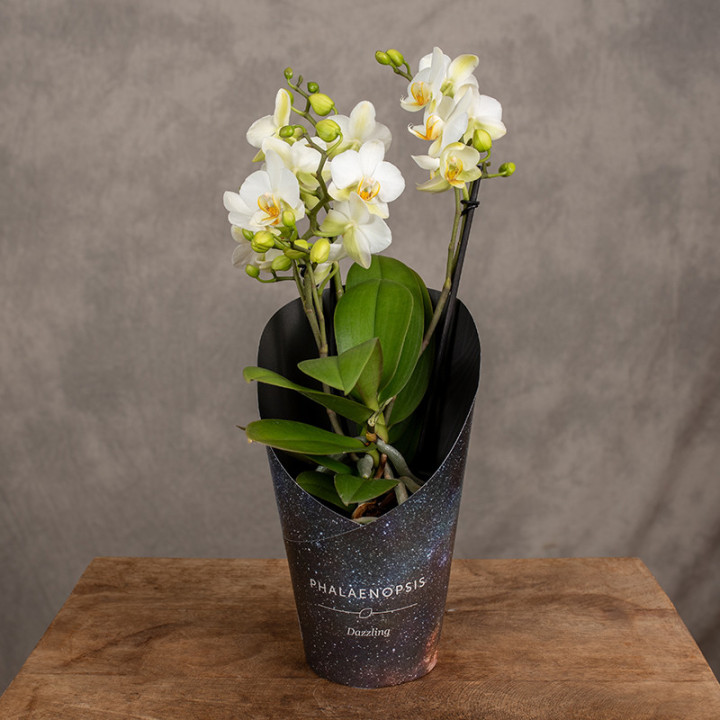Storczyk Phalaenopsis multiflora 'Lausanne' | Tomaszewski