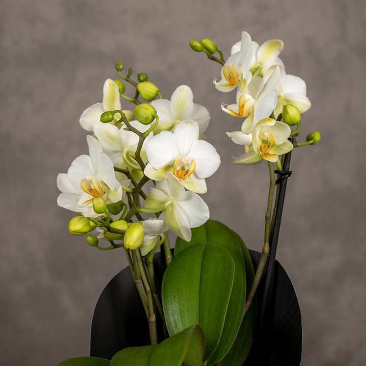 Storczyk Phalaenopsis multiflora 'Lausanne' | Tomaszewski