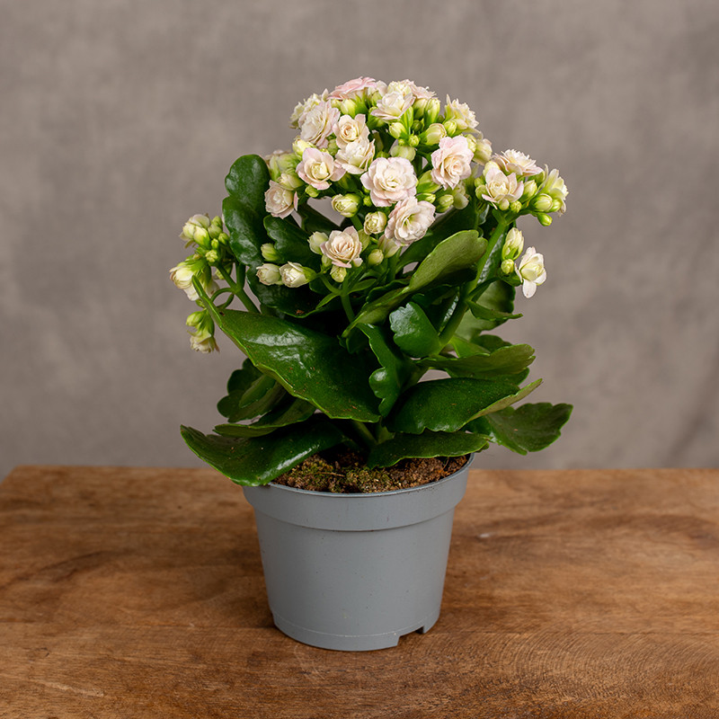 Kalanchoe Queen ‘Kenedy’