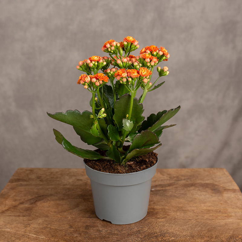 Kalanchoe pomarańczowe | Małe