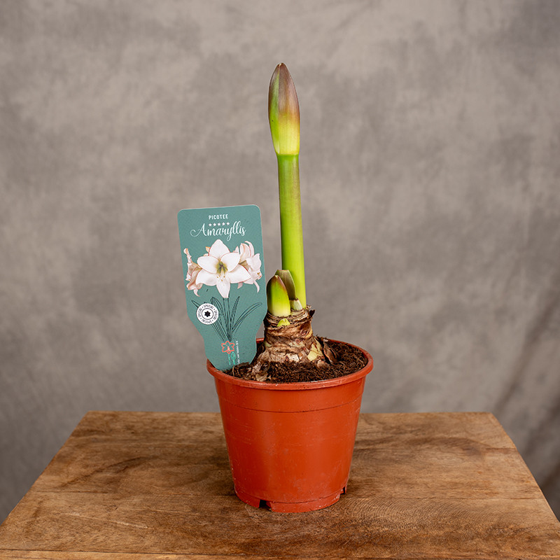 Amarylis | Hippeastrum...