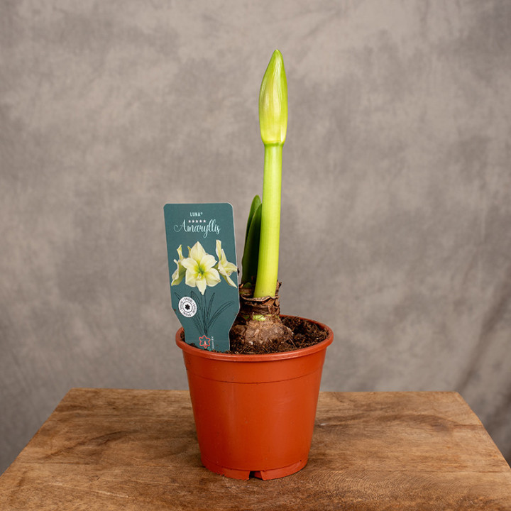 Amarylis Hippeastrum 'Luna' | Tomaszewski