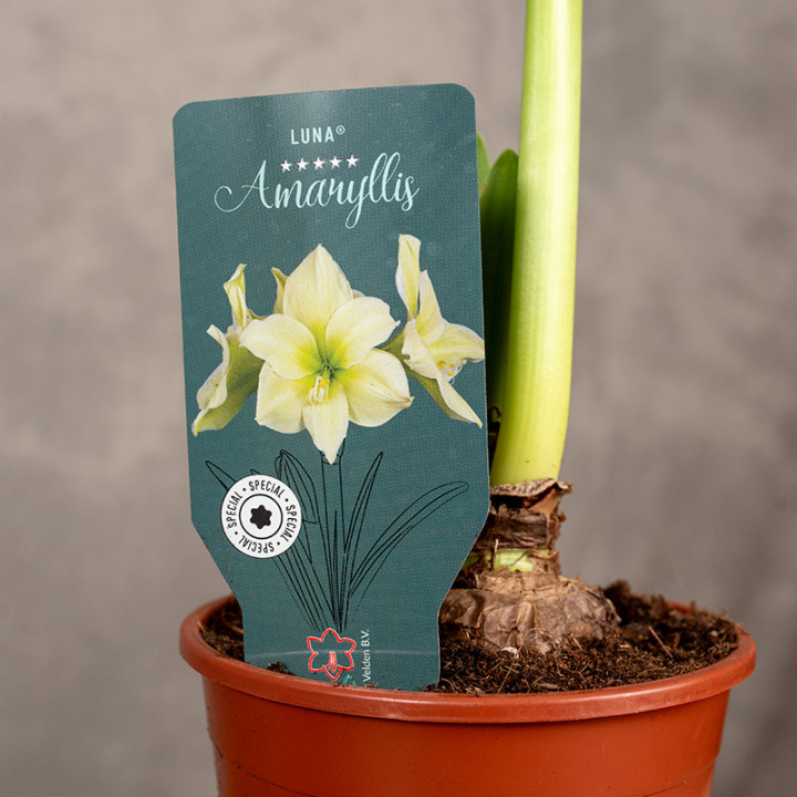 Amarylis Hippeastrum 'Luna' | Tomaszewski