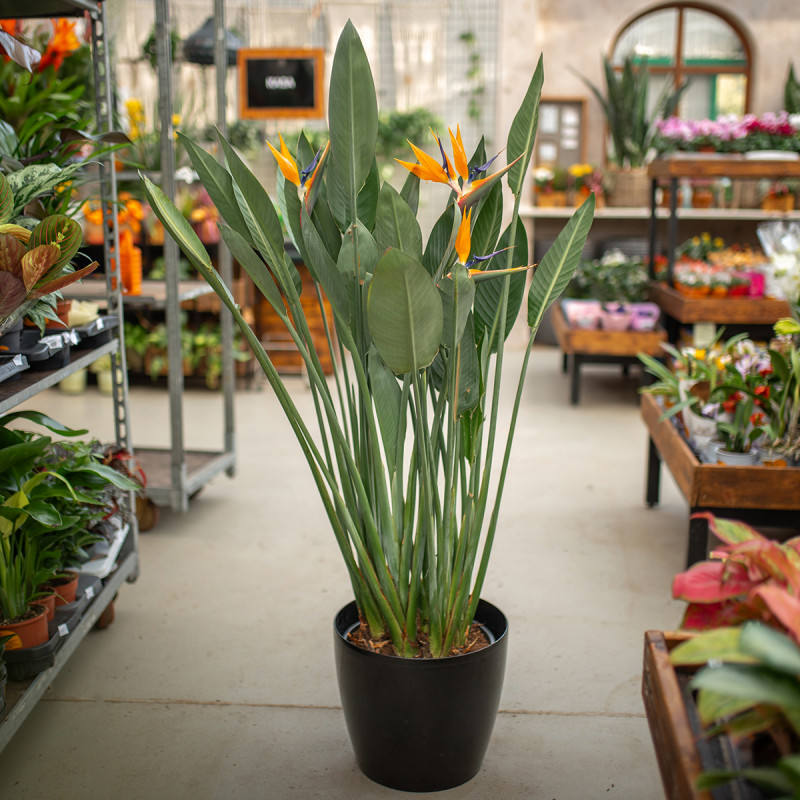 Strelicja królewska | Duża