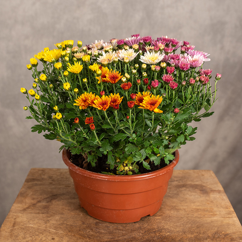 Chryzantema drobnokwiatowa...