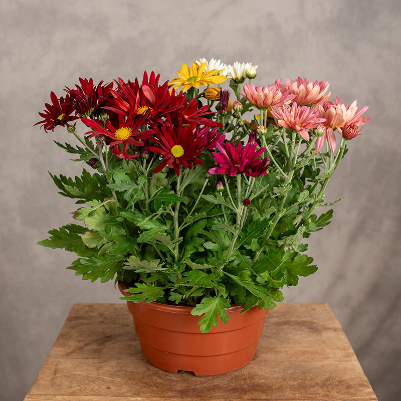 Chryzantema | Wielokolorowa