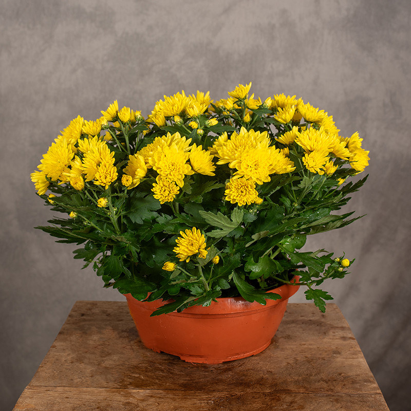 Chryzantema | Żółta