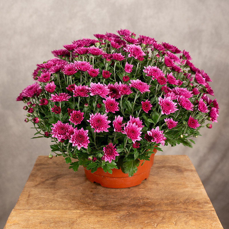 Chryzantema | Różowa