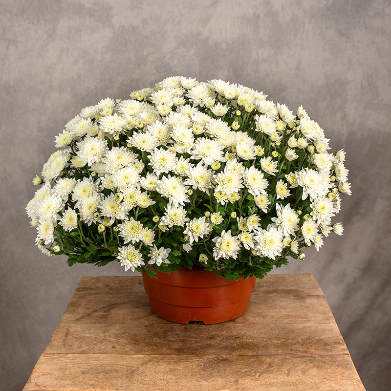 Chryzantema kremowa |...