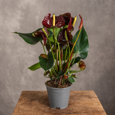 Anturium 'Floriclone Tranquillo' | Małe