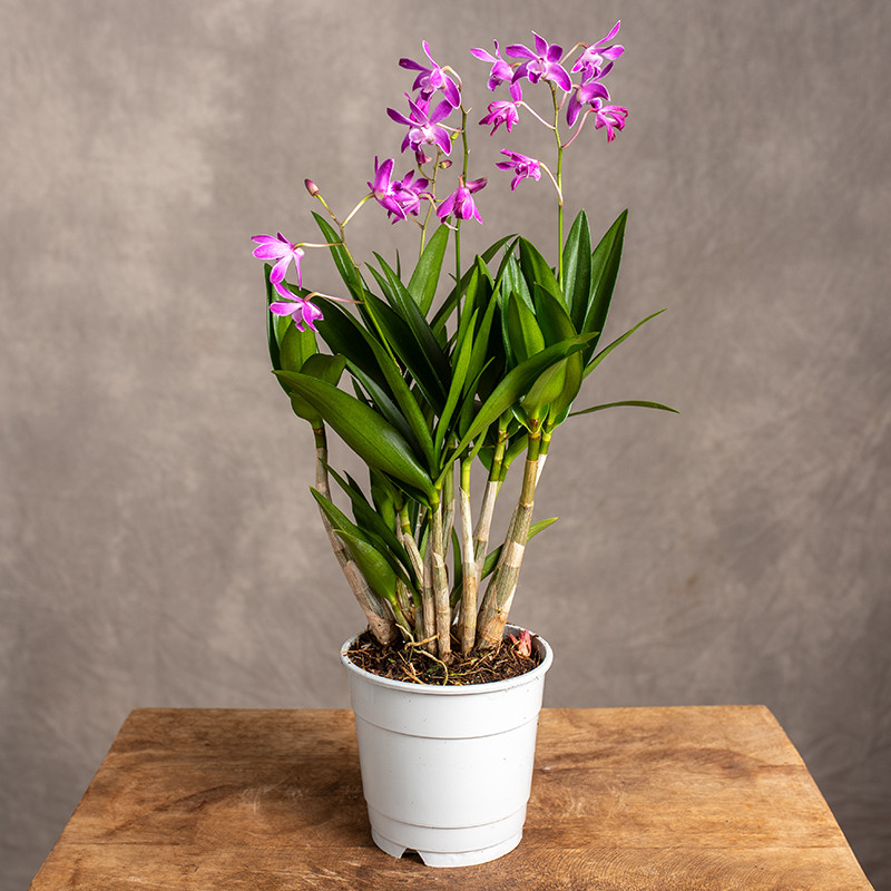 Dendrobium 'Berry Oda'