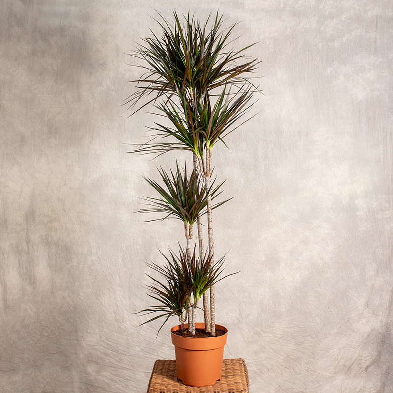 Dracena 'Magenta' | 5 pędów