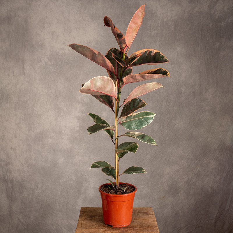 Fikus 'Belize' | 1 pęd