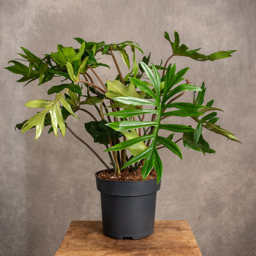 Filodendron Mayoi | Duży