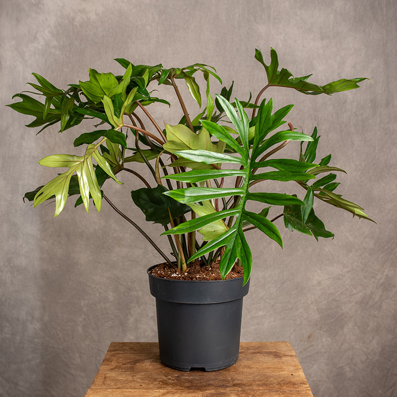 Filodendron Mayoi | Duży