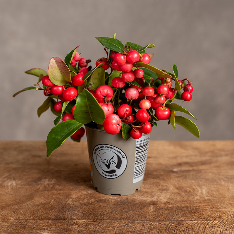 Golteria rozesłana | Mini