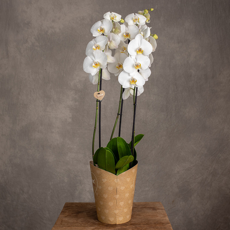 Storczyk biały 3 pędy | Duży