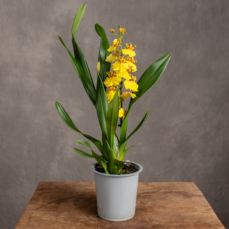 Storczyk Oncidium