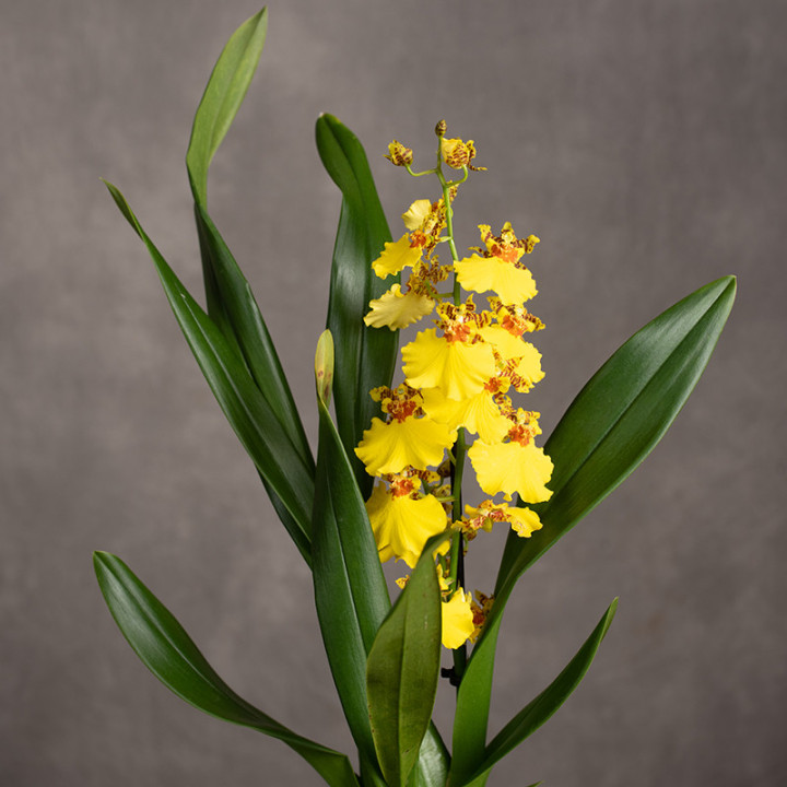 Storczyk Oncidium | Tomaszewski