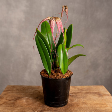 Storczyk Bulbophyllum Elizabeth Ann ‘Buckleberry’