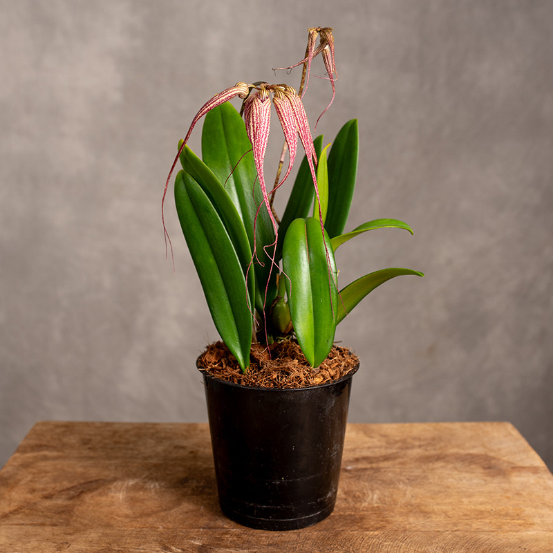 Storczyk Bulbophyllum...