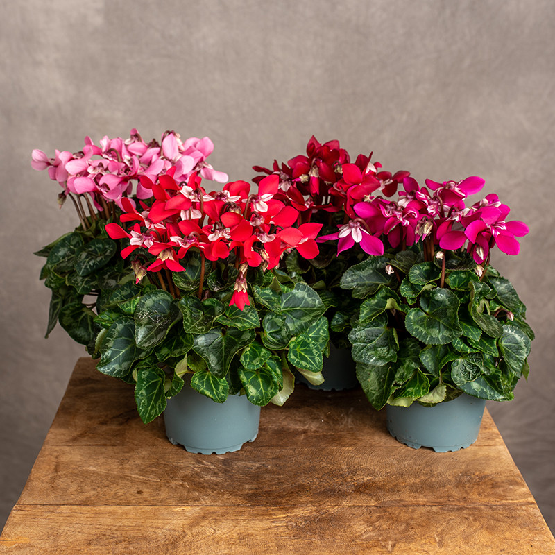 Cyklamen 'Djix' | MIX kolorów