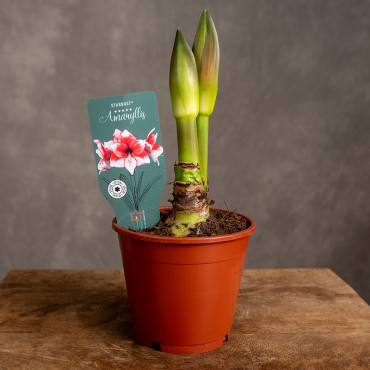 Amarylis | Hippeastrum 'Stardust'