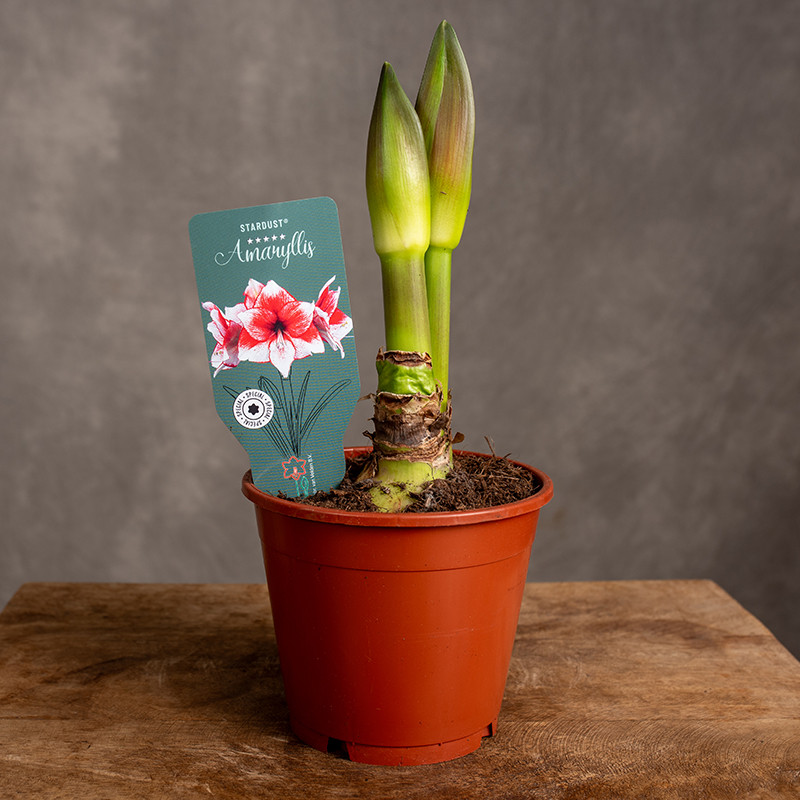 Amaryslis | Hippeastrum...
