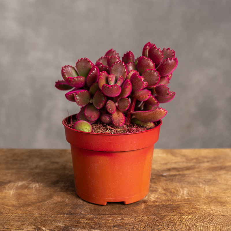 Cotyledon ladismithiensis...