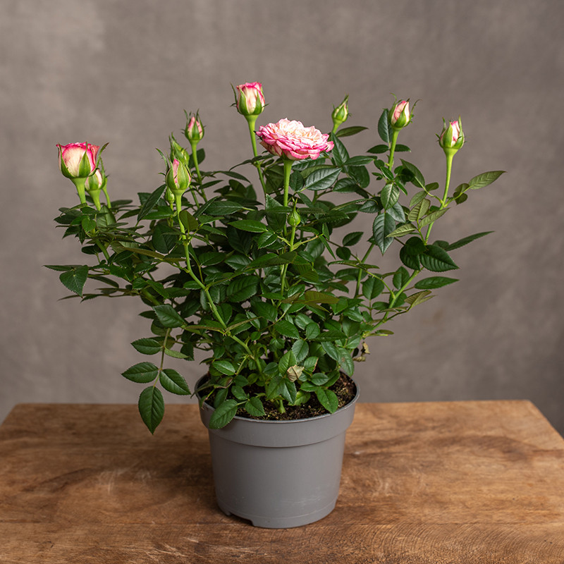 Róża doniczkowa 'Carousel'...