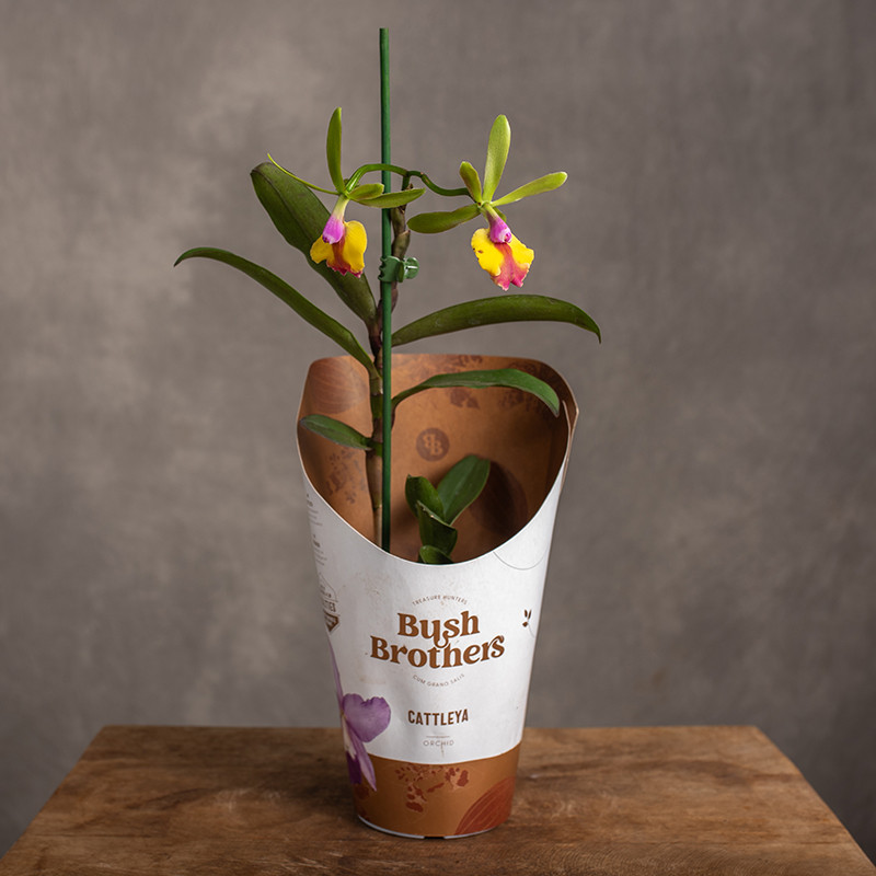 Storczyk Epicattleya 'Flame...