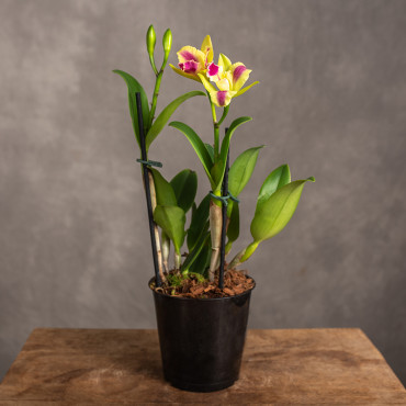 Storczyk Katleja ‘Kaleidoscope’