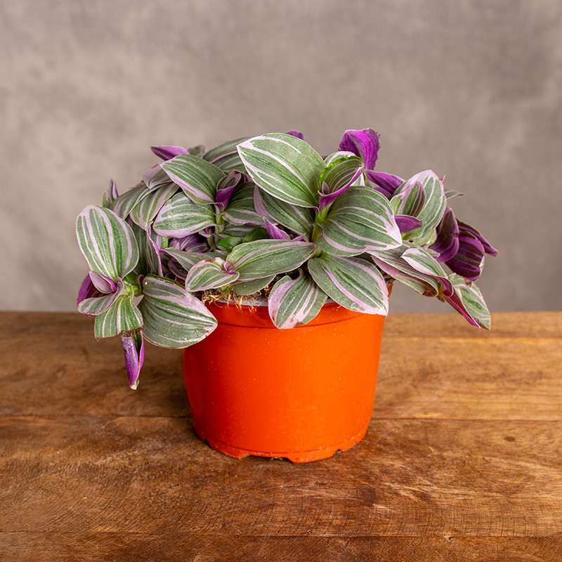 Trzykrotka 'Sweetness'