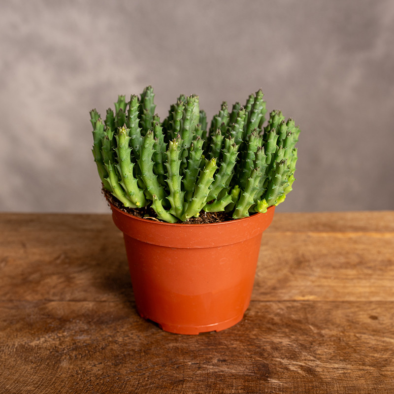 Stapelia desmetiana | Sukulent