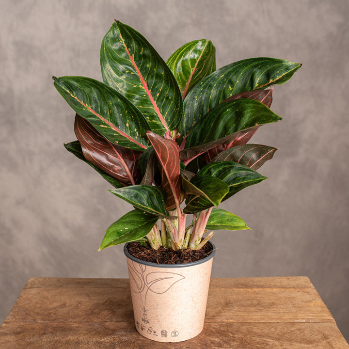Aglonema 'Red Ruby' | Tomaszewski