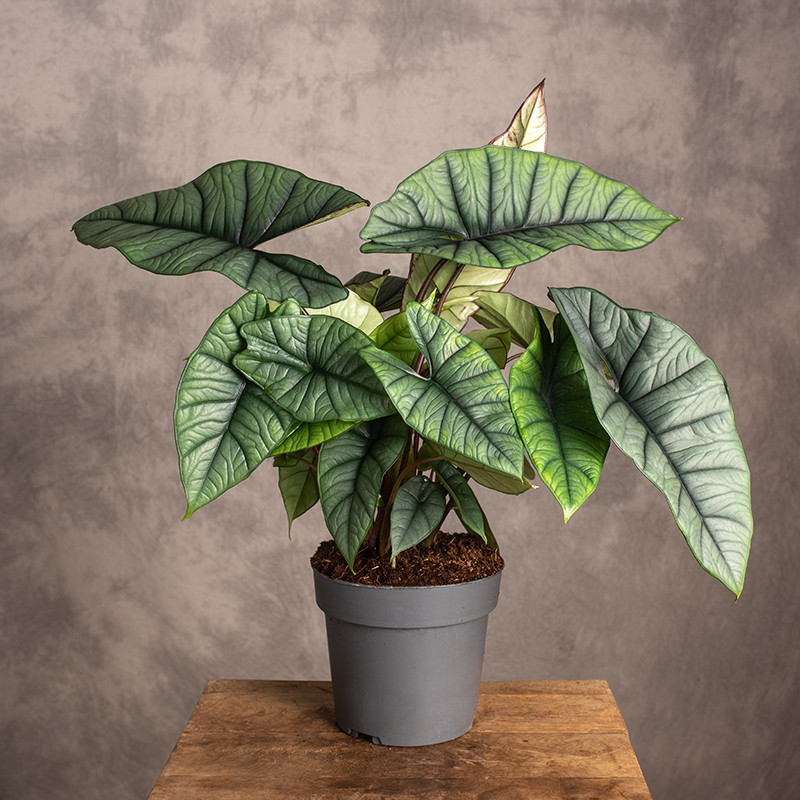 Alokazja 'Platinum' | Duża