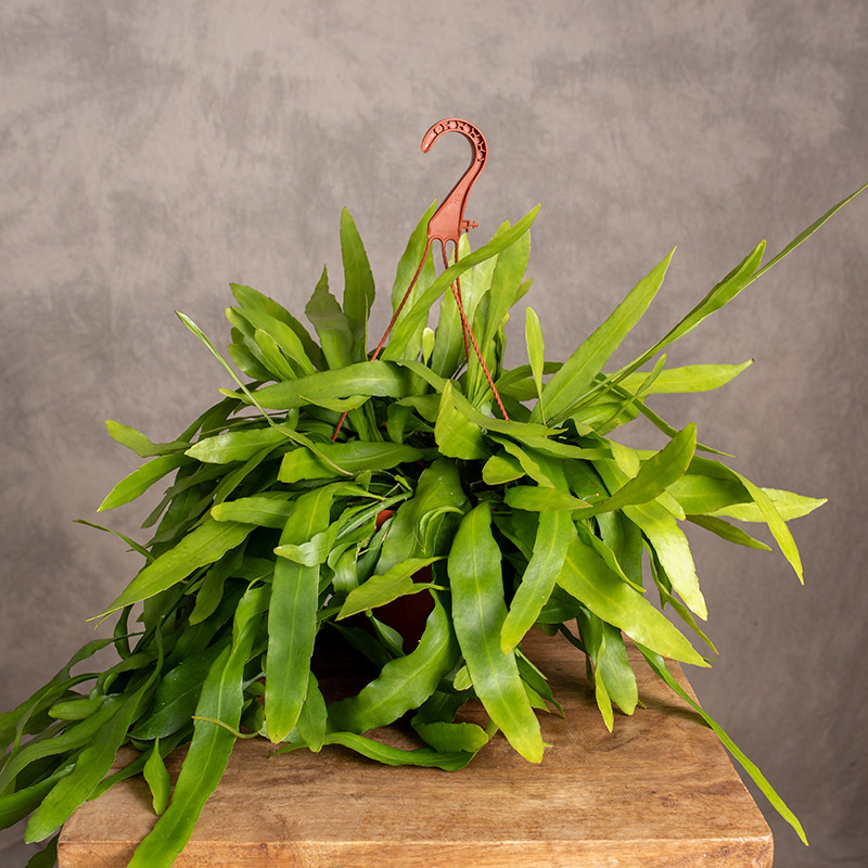 Epiphyllum pumilum | Wiszące